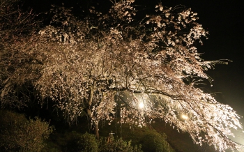 天神山 大しだれ桜祭り