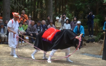 松尾山のお田植祭