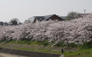 皆添橋付近の桜並木